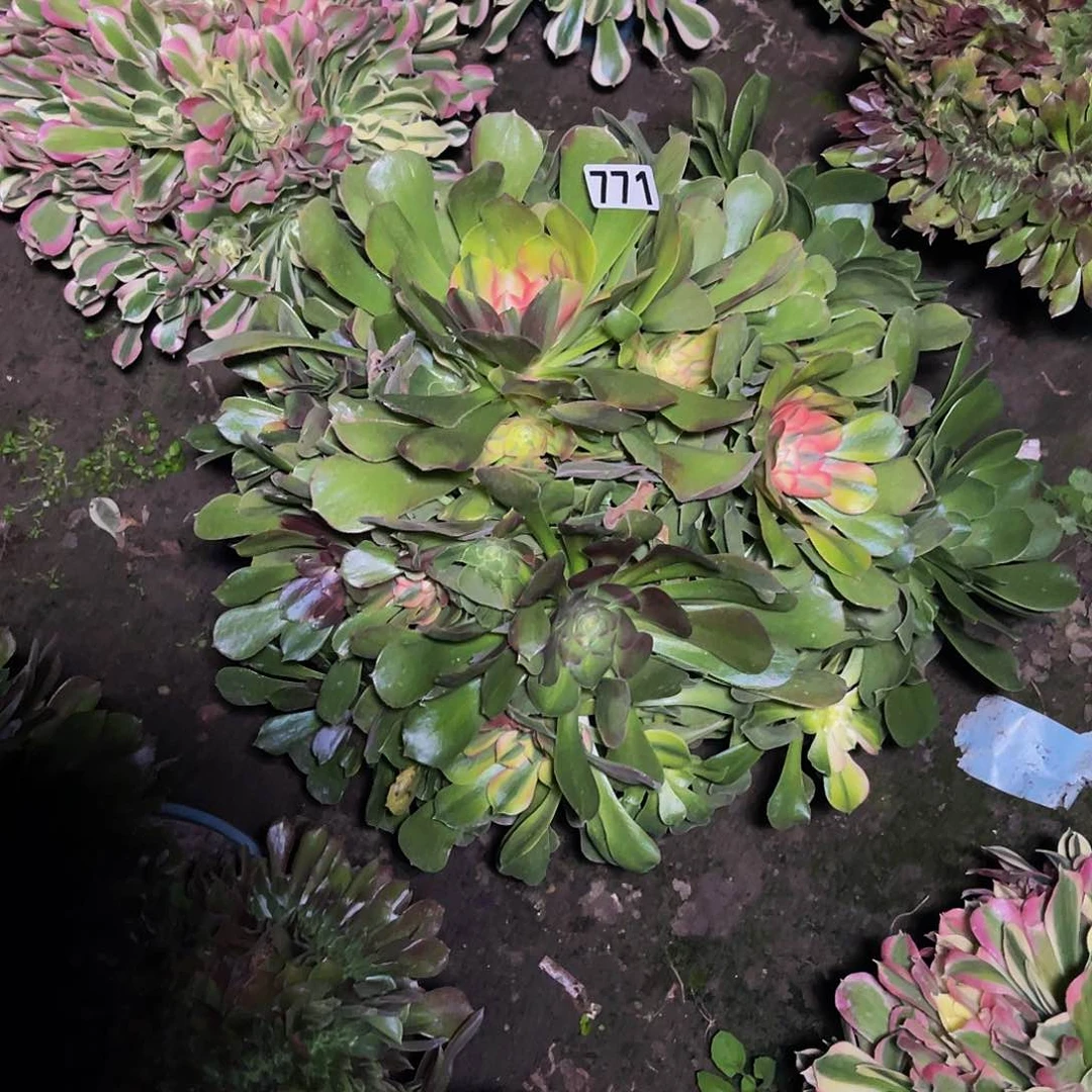 法师法师15-1包邮法师