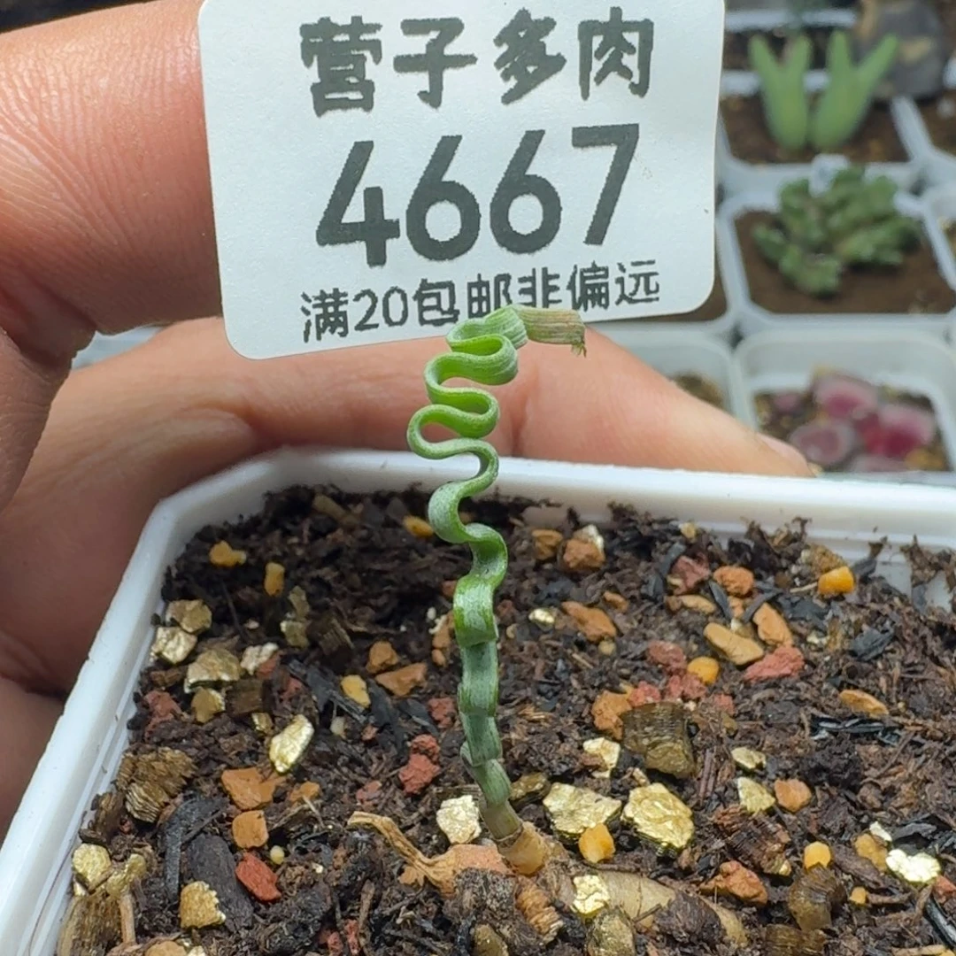 海带弹簧草。 脱土。