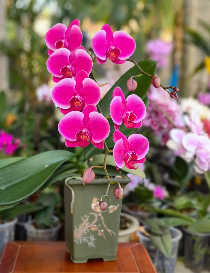 不分花剑比勒陀利亚蝴蝶兰安祖蝴蝶兰