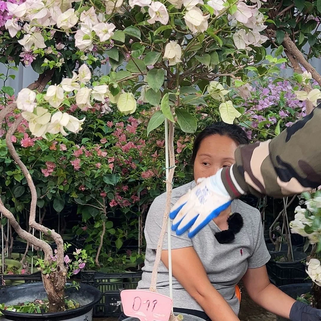 香***姐大部分花苞少量开放D99丽娜