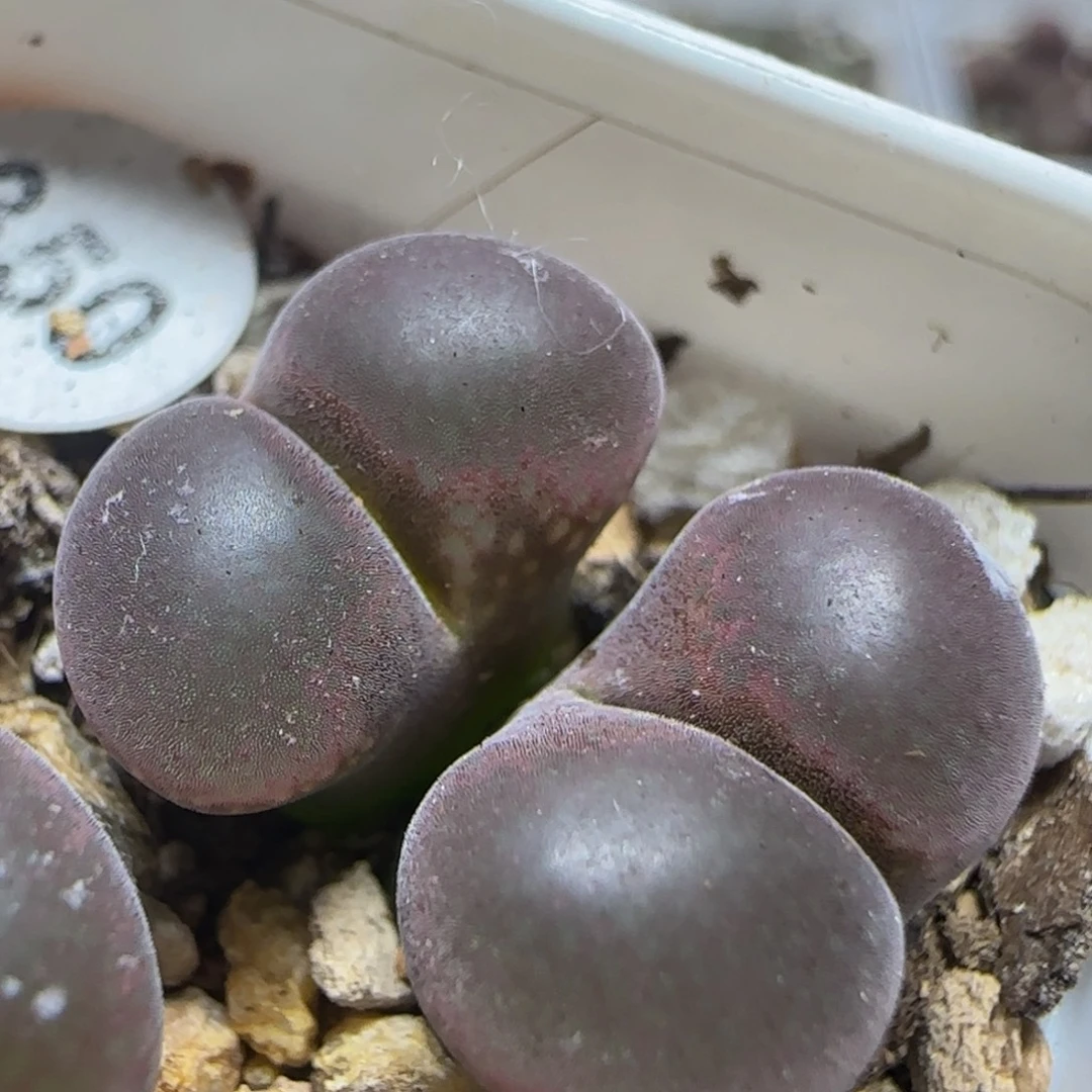 漂亮漂亮多肉植物350