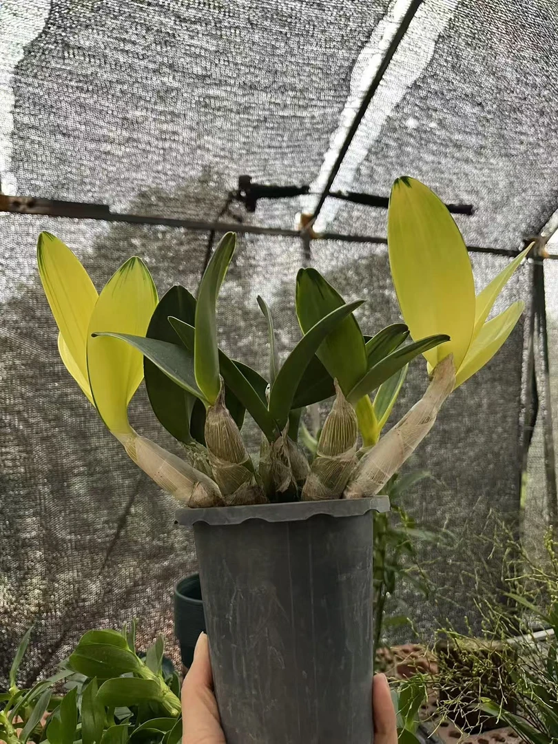 精品《丹顶鹤》叶艺带盆种活