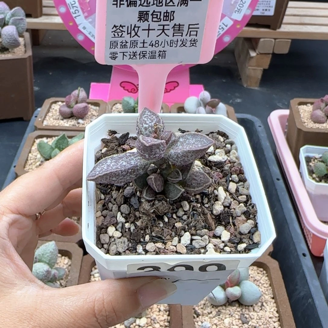 隔****?399胖虎多肉植物