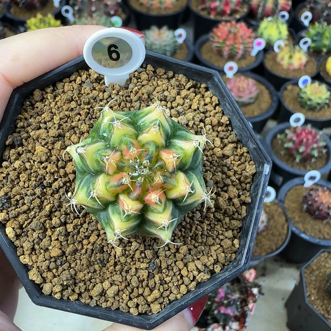 名品侧芽喜欢直接拍