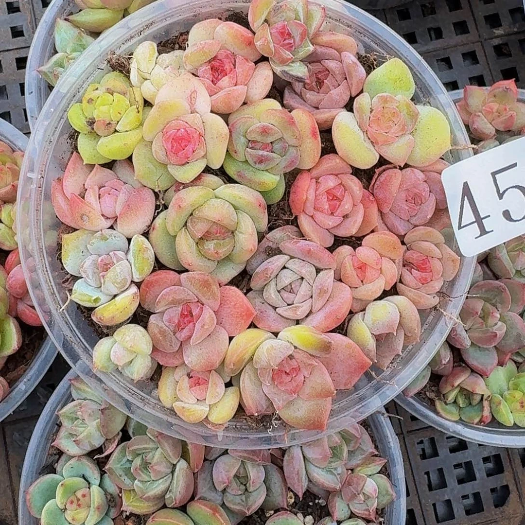 多肉植物多肉植物459