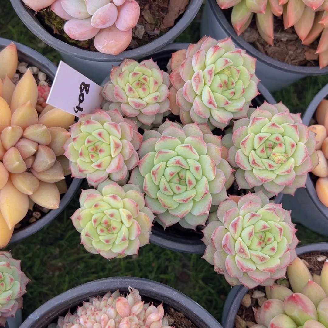 香玉的故事是一个人的故事吗