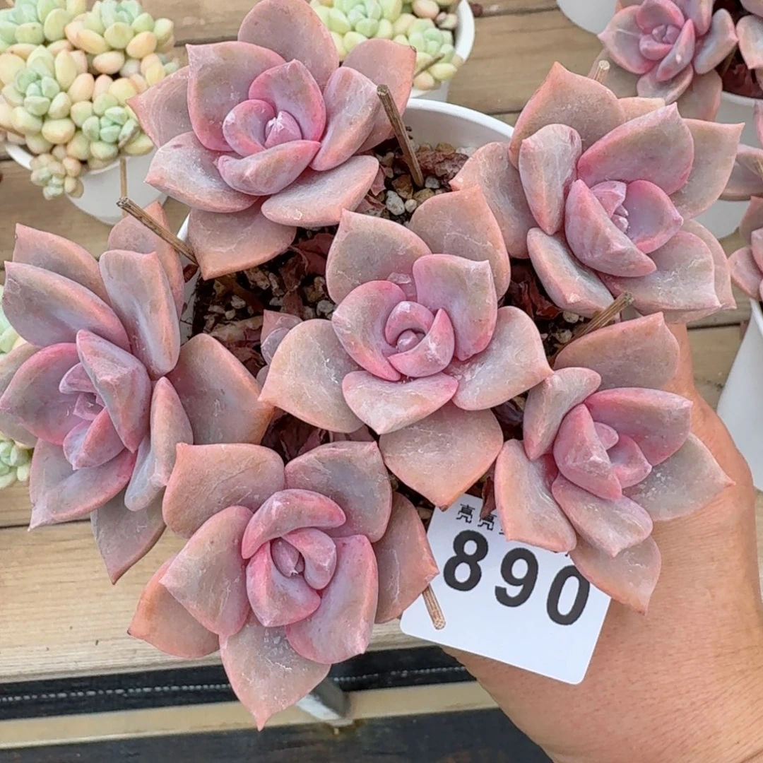 彩虹糖        精美多肉植物