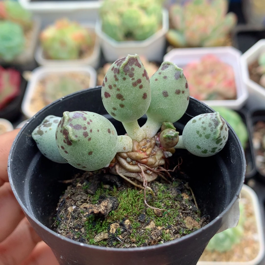 58包邮 群生不包整66