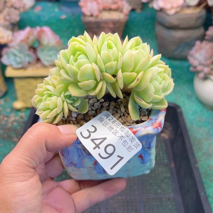 大3491？xvxvvbbnn