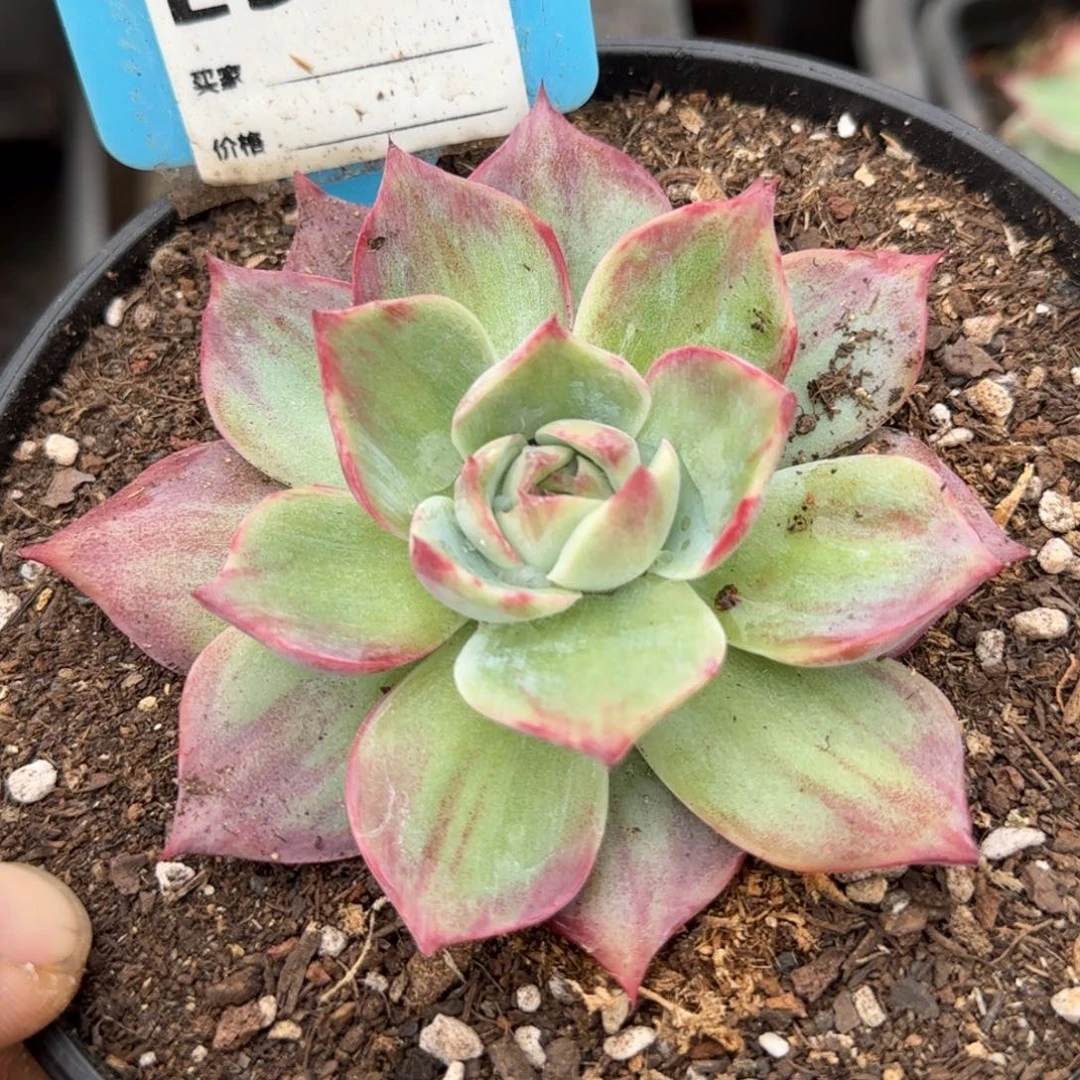 惊鸿一物一拍包装收缩花旱938