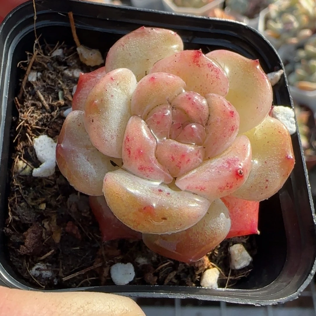 多肉小卡拉米糖心一物一拍