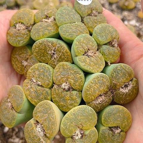 【闪购商品】20001