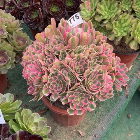 @***波775粉女妖手捧多肉