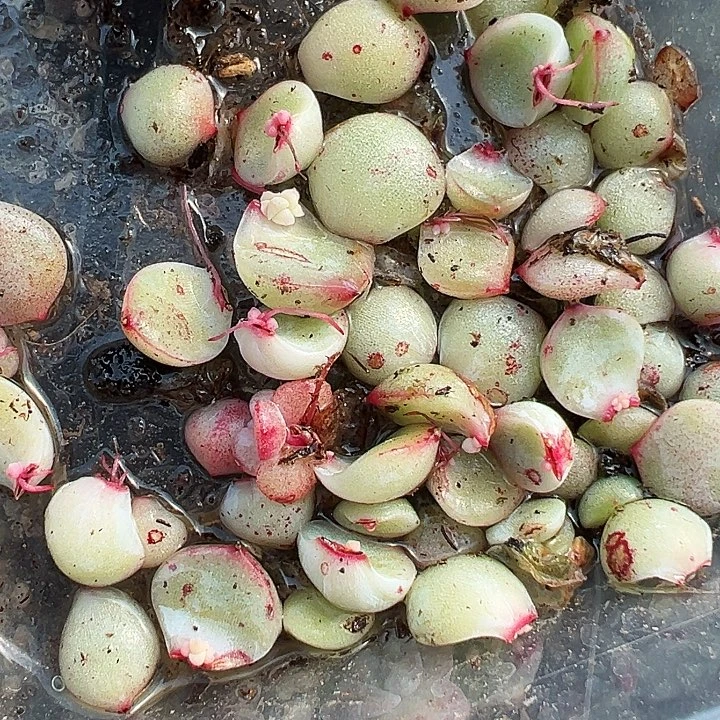 自选珍妮发芽一片1.88