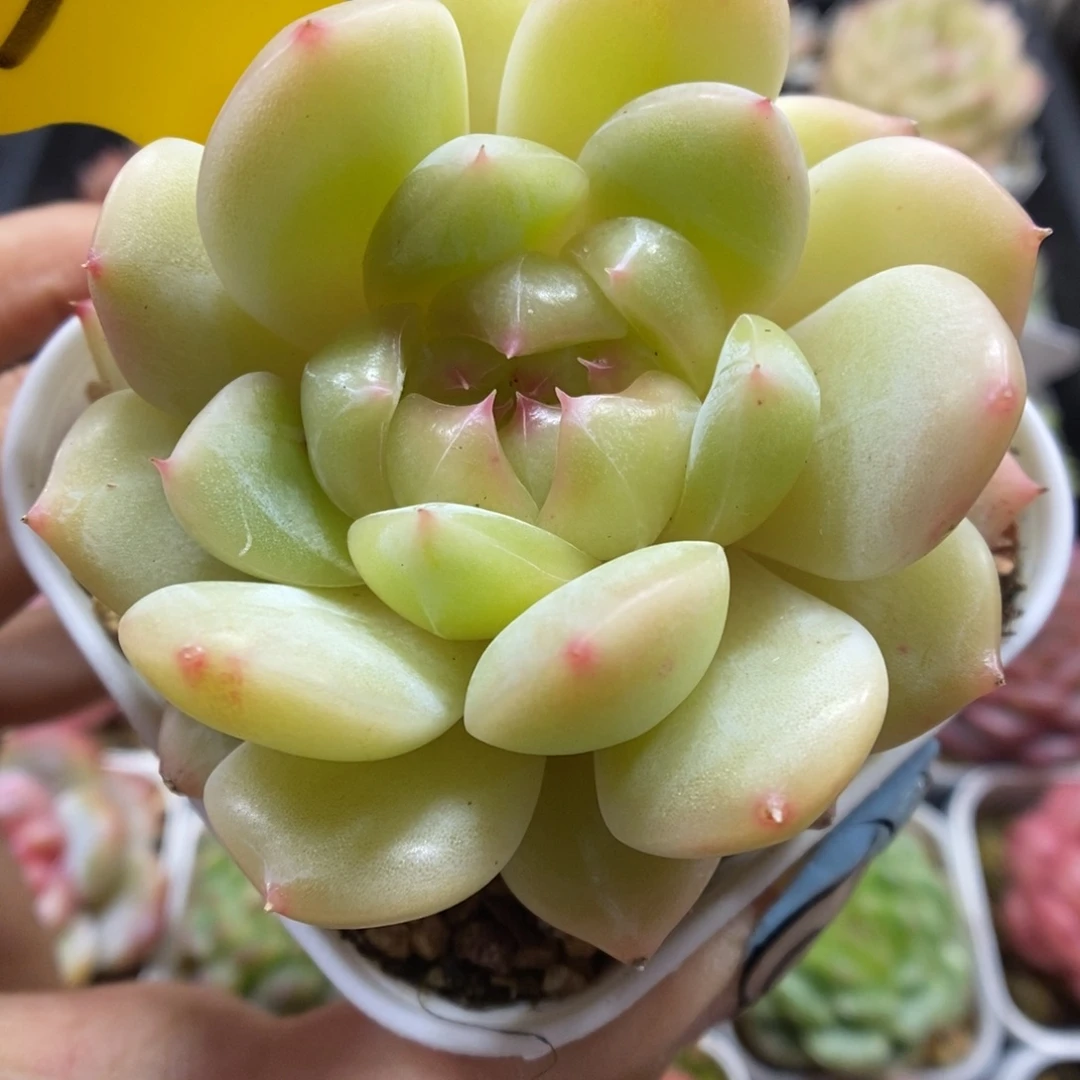 钻心珍妮可拍365号。