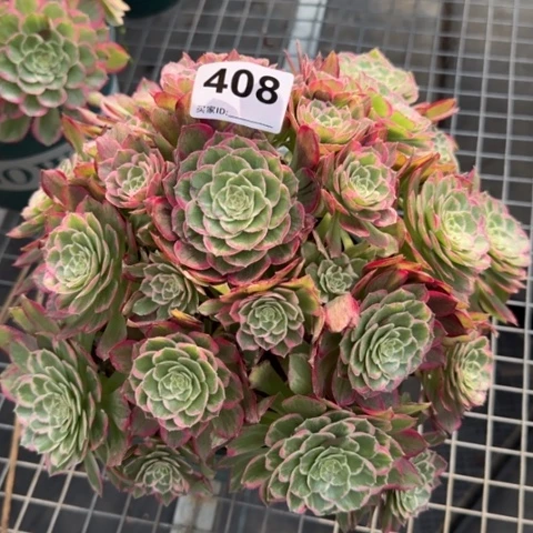 408莲花23厘米左右