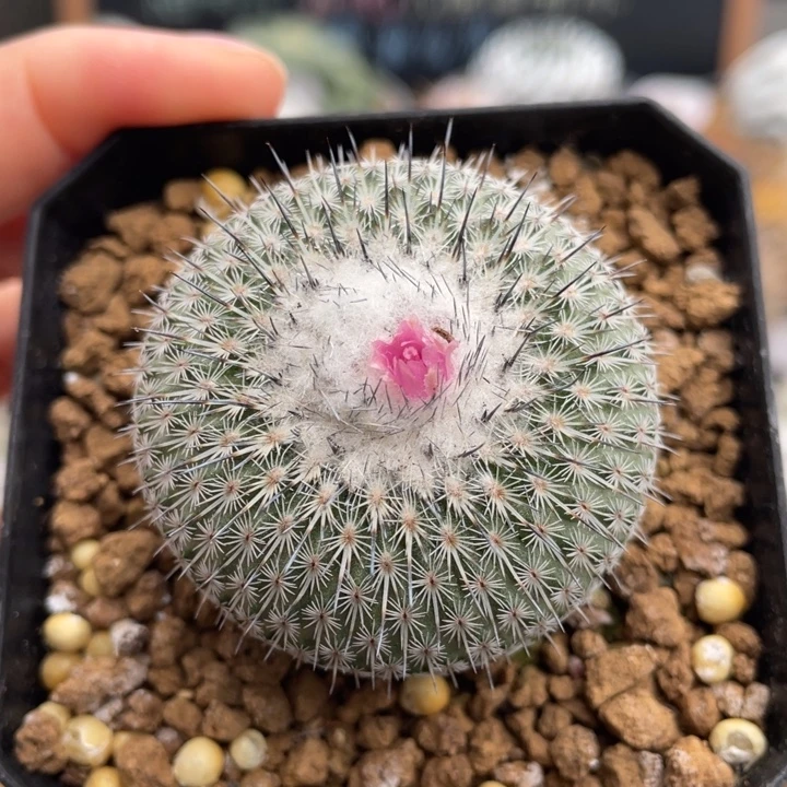 乌月丸        折后价