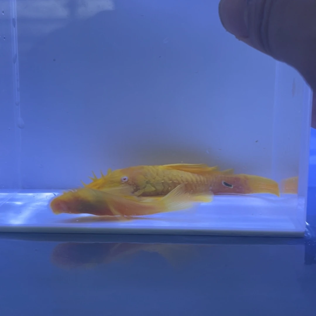 孔雀鱼胡子一对开箱视频报损