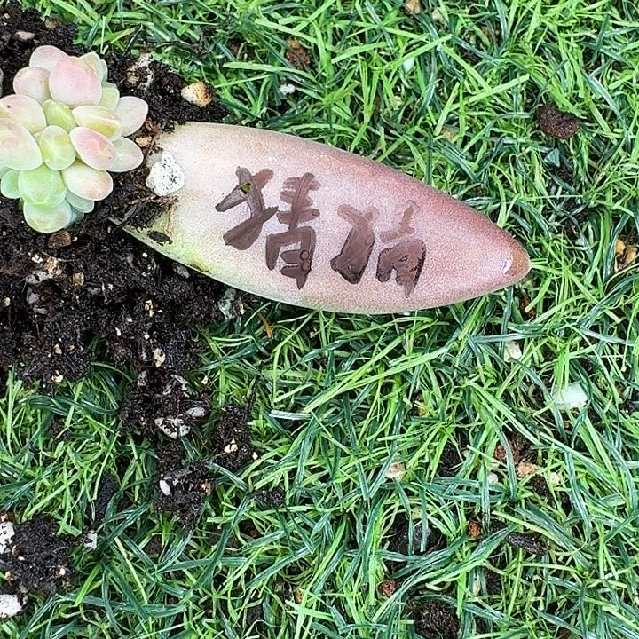 猜***猜猜猜摩登女郎多肉