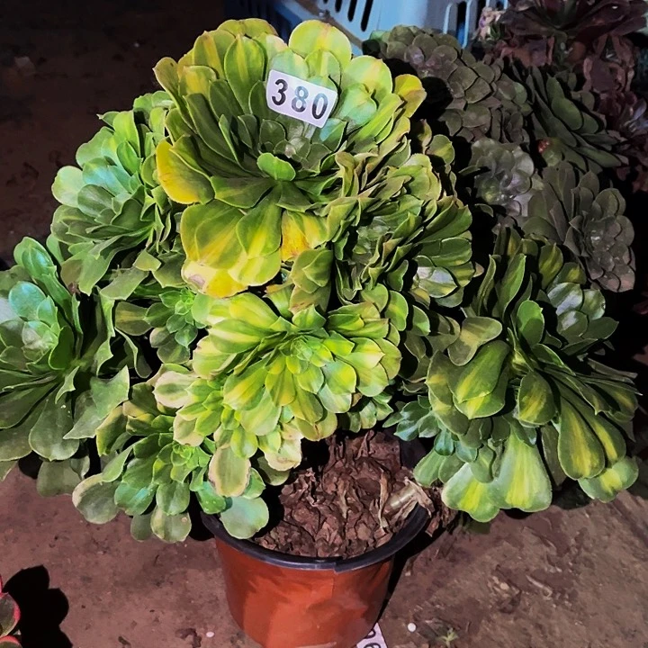380五彩琉璃多肉
