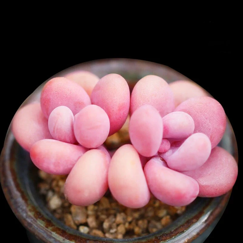 （店铺需要凑单）双头桃蛋多肉5公分左右