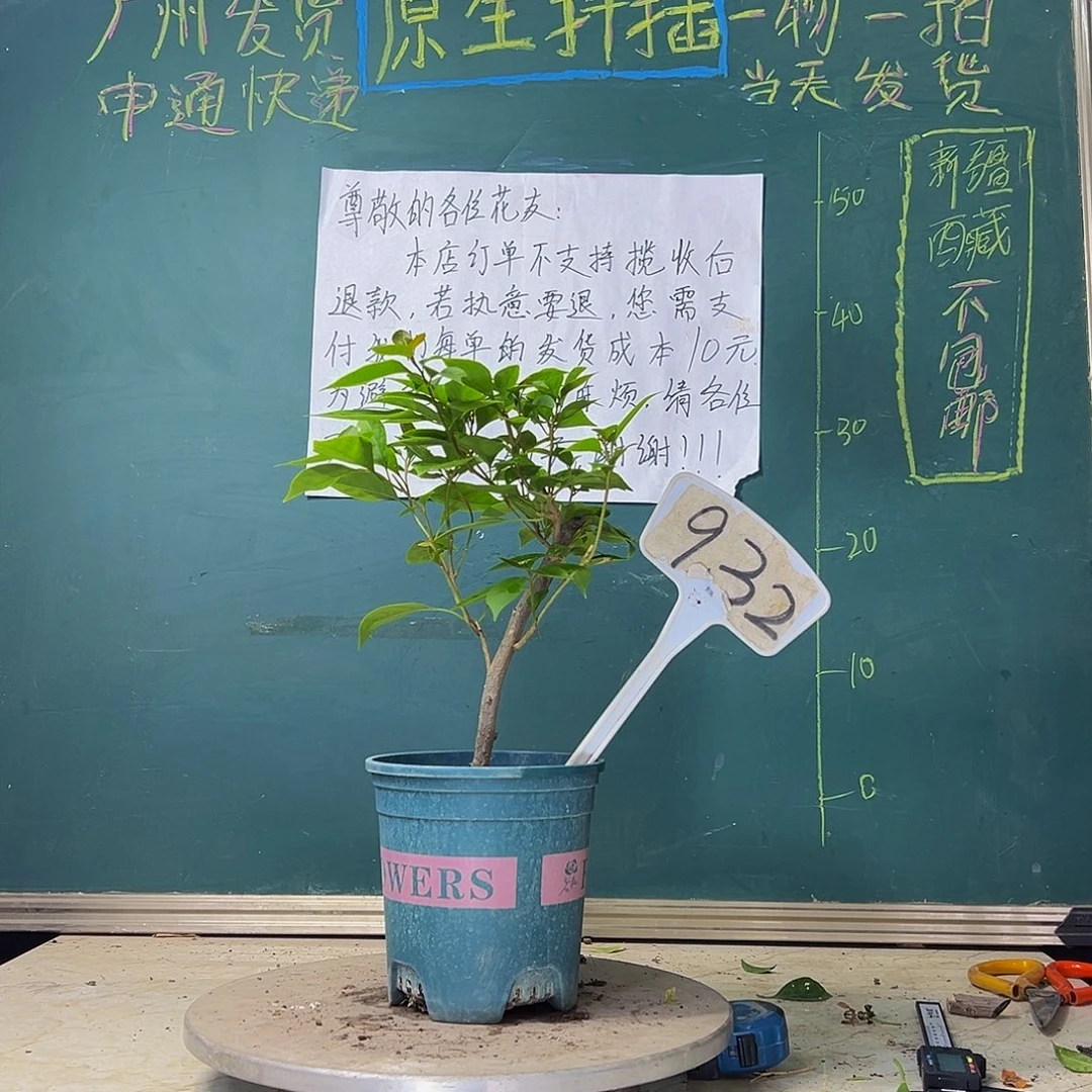 当前无花栽培后可以开花金发女郎 932