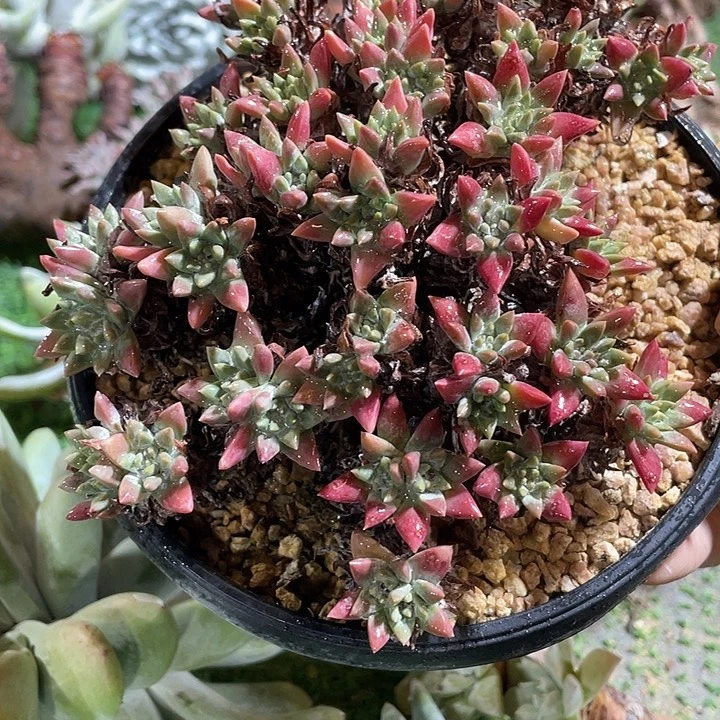 丸叶精控白菊粗桩