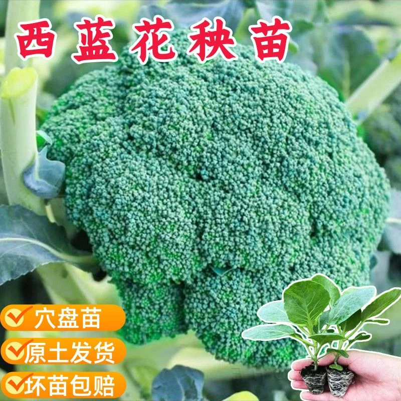 耐寒高产秋冬季有机蔬菜西兰花种子带土适合种植