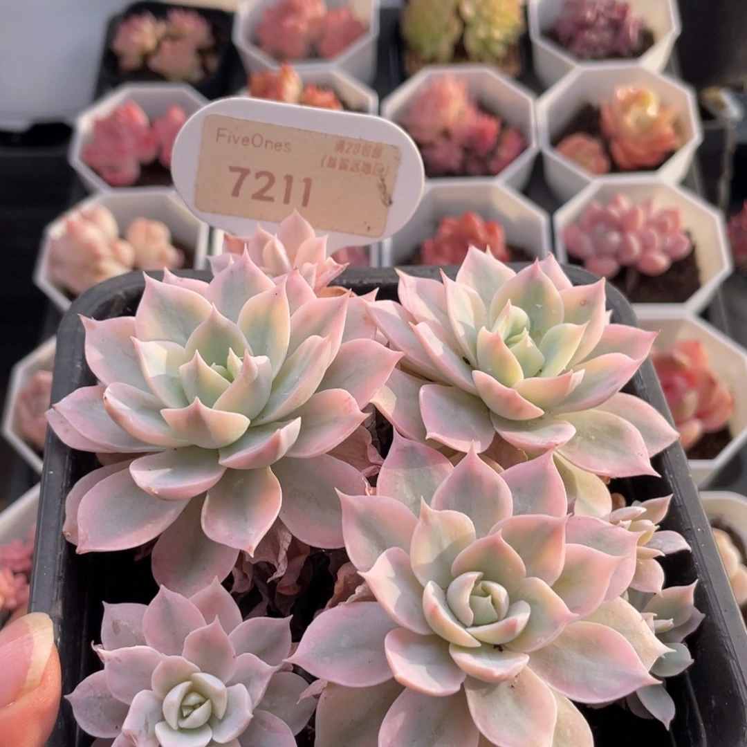 皮氏锦7211-4.10.5厘米