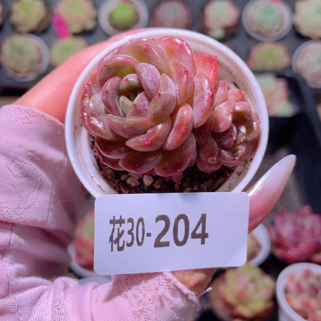 花利美30-204新品