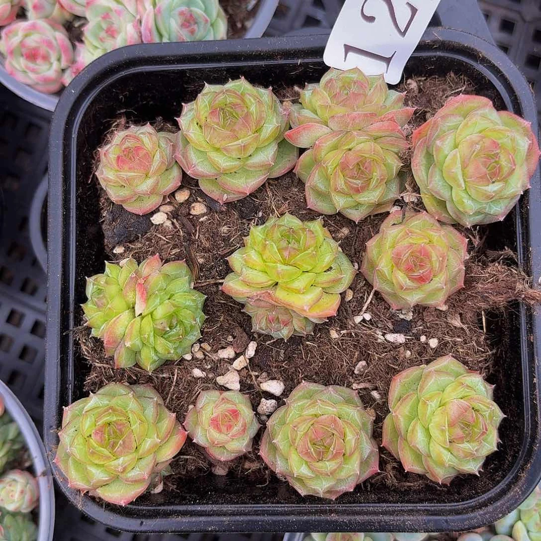 多肉植物多肉植物126