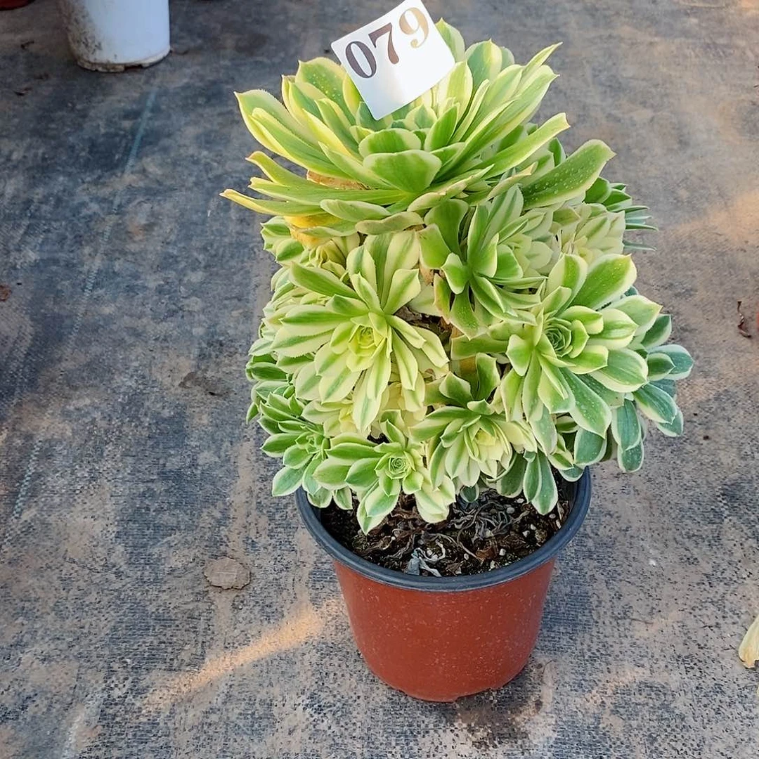 艳凝079多肉法师