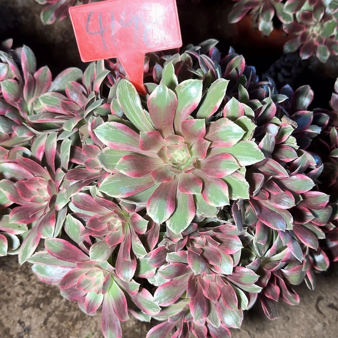 4198浣纱多肉法师