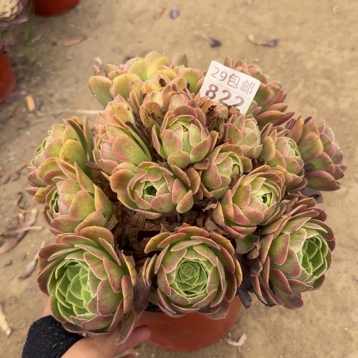 奶白……多肉植物……