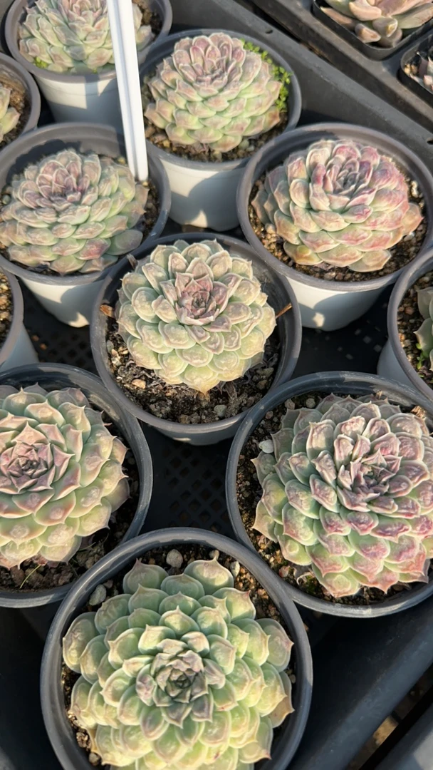 财雨多肉植物 脱土