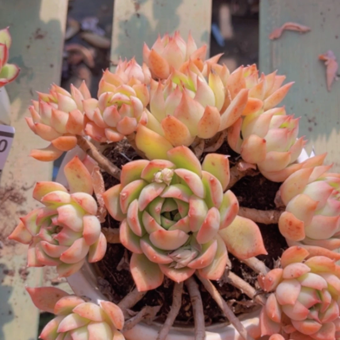 【闪购商品】宝莲灯06207