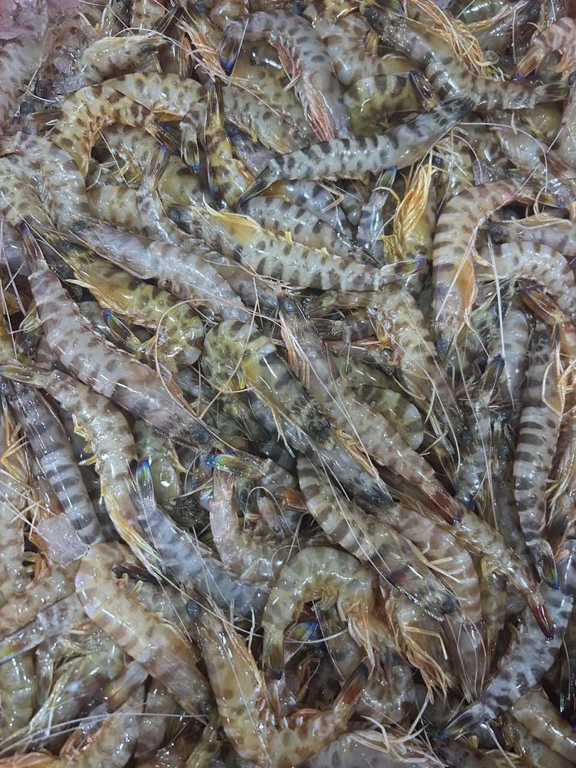 新鲜小斑节虾  小花虾  新鲜海虾   顺丰