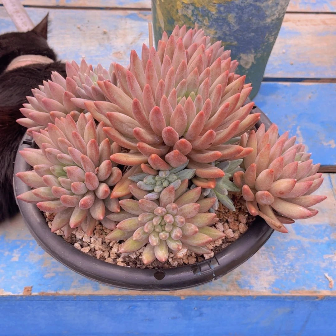 燕***子多肉植物组合盆栽植物