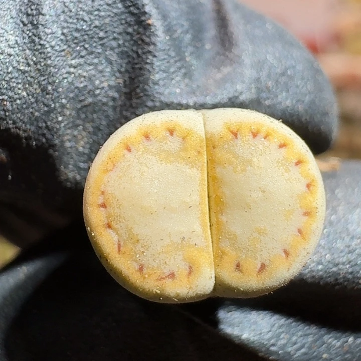 生石花122225550。 756号