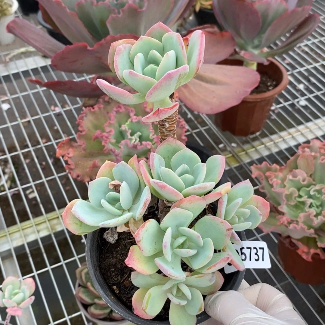 5737白月光一物一拍