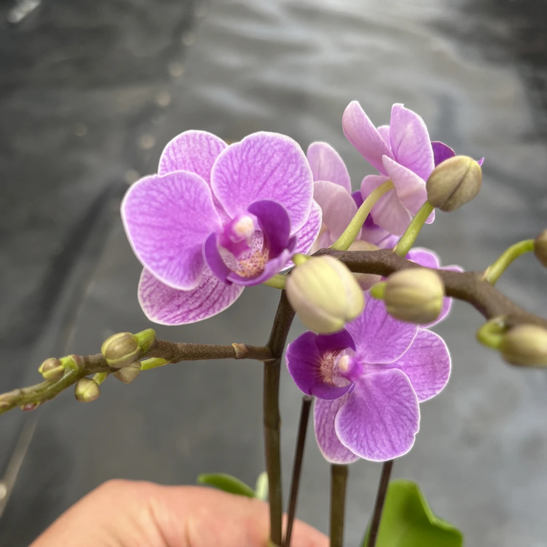 鲜花《欧洲小兰》蝴蝶兰云南源头基地直发（拍3颗配赠篮子）