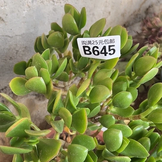 开****人多肉植物一个