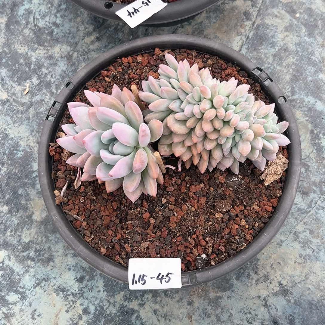 115-45奥普缀化多肉