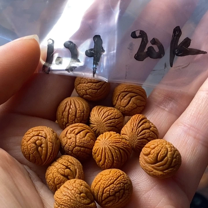 文玩核桃手串秦岭野生龙纹桃核12