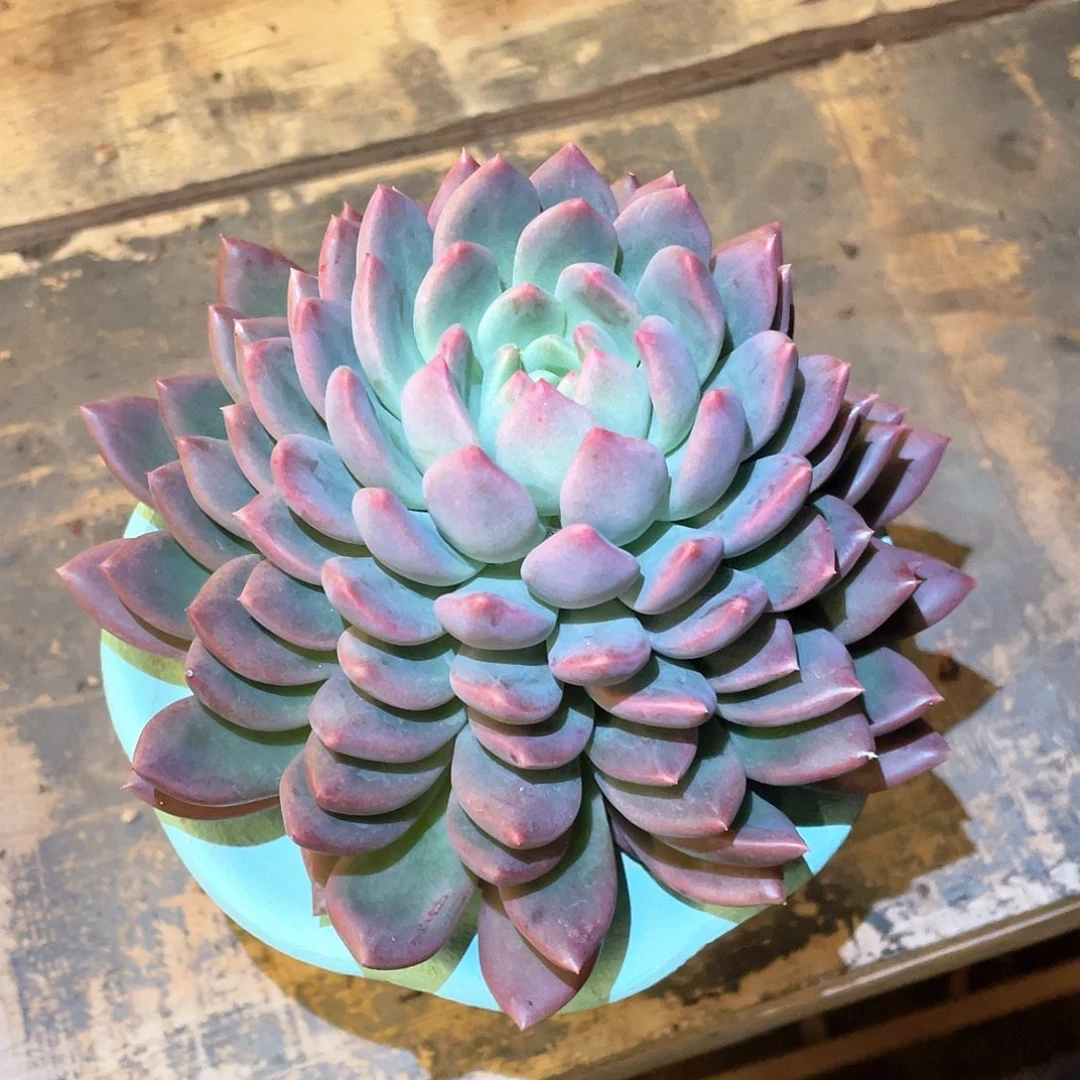 多肉植物一物一拍