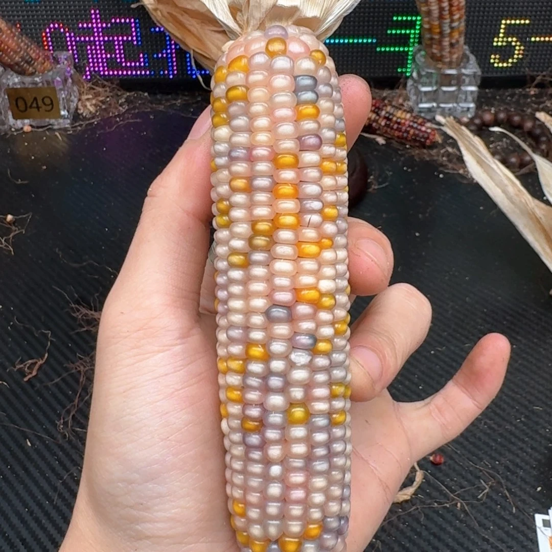 柏香籽/百香籽吊坠?****鱼