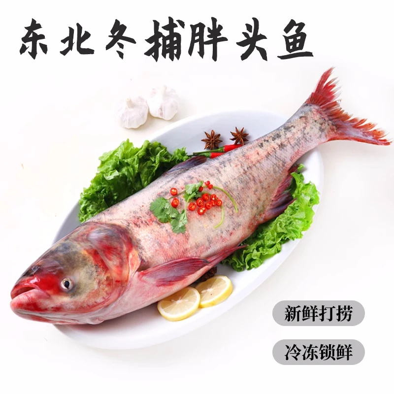 吉林淡水鱼冬捕胖头鱼野生冷水胖头鱼冬捕鱼4-35斤胖头鱼鳙鱼