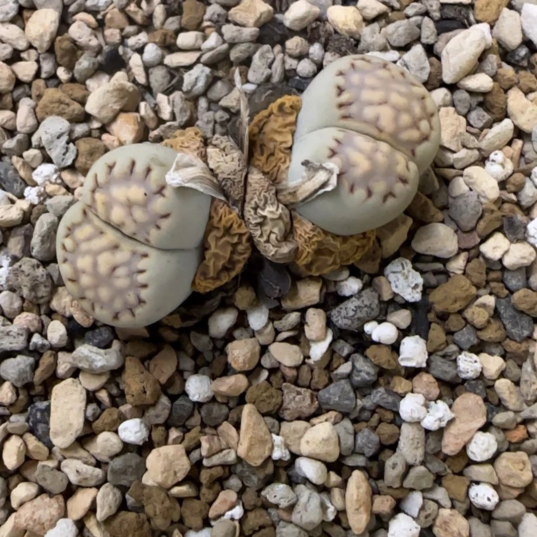 154 生石花大棚直播