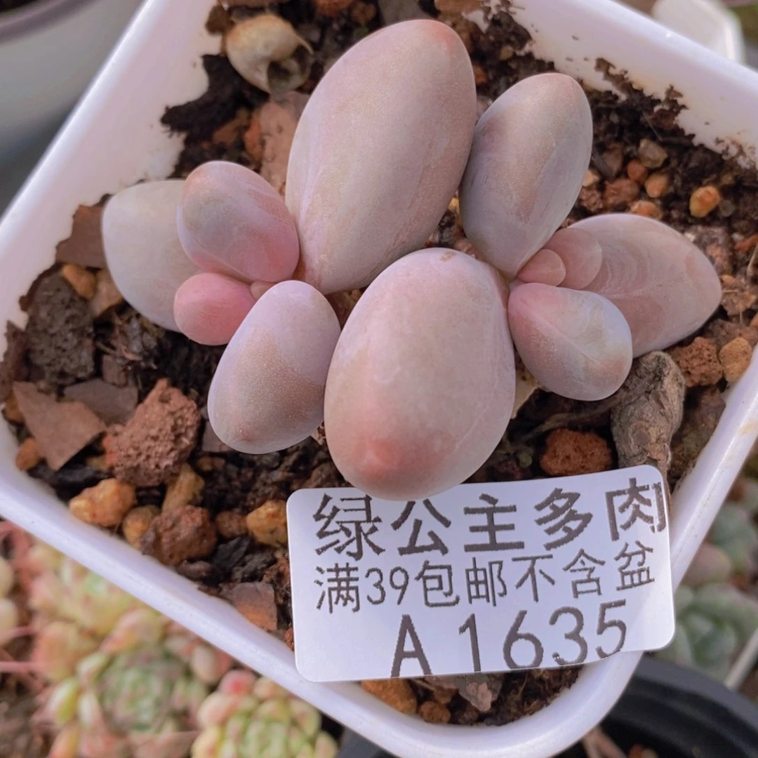 糖果美人5cm1635多肉植物