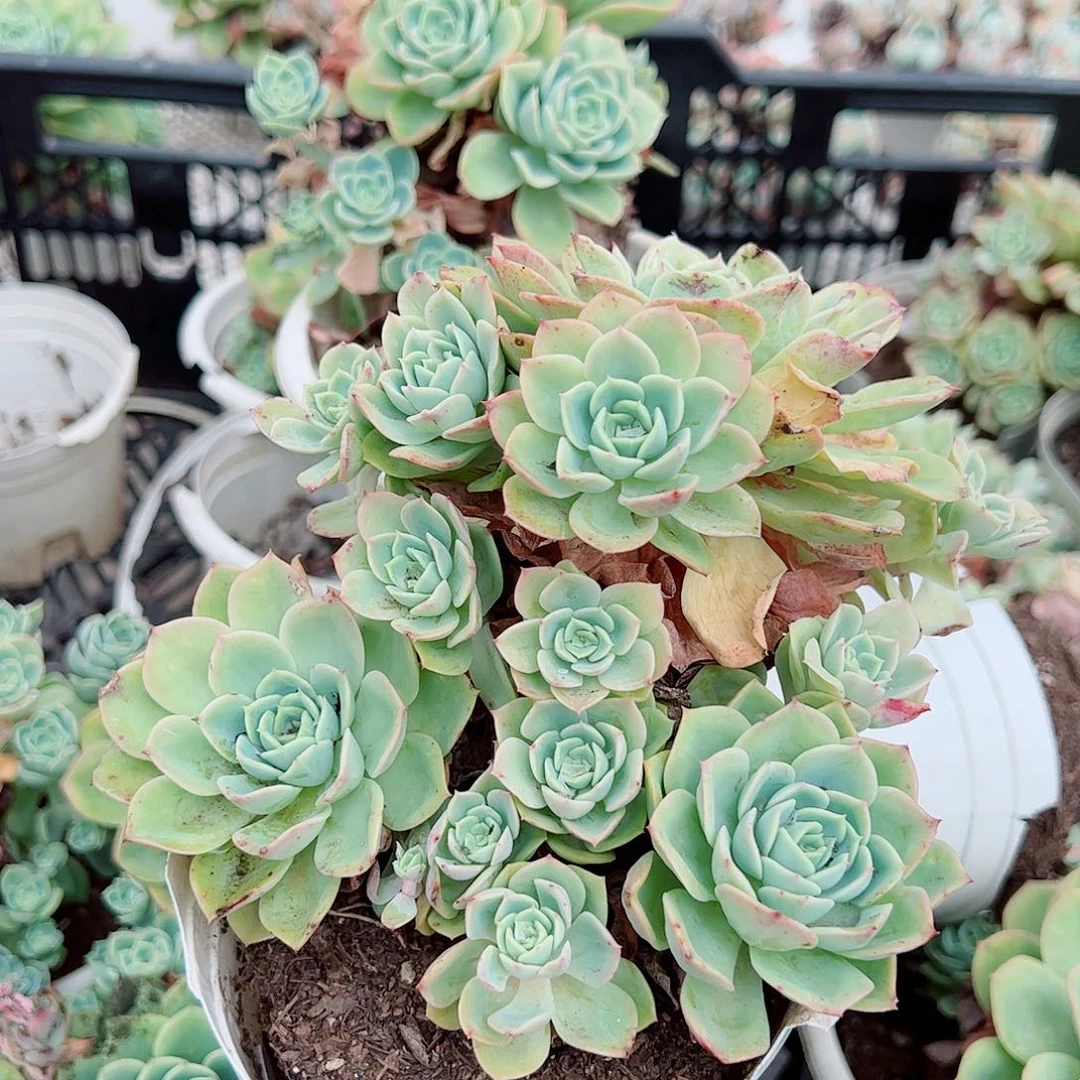 哈密瓜大单头老桩带多崽